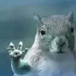 Ardilla 🐿️ Virales de Tiktok