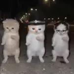 La calabaza TikTok🎃✨