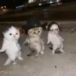 La calabaza TikTok🎃✨