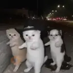 La calabaza TikTok🎃✨