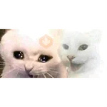 xdxdxdxdxd