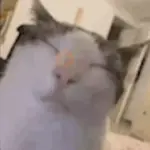 Stickers tiktok