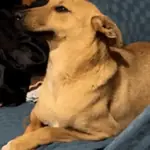 Stickers tiktok