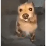 Figurinhas animadas tiktok