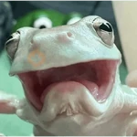 STICKER REACTION TIKTOK