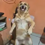 Tiktok bailes comentarios