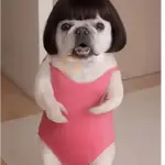 Pibble The Dog Dancer🎀✨🐾