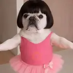 Pibble The Dog Dancer🎀✨🐾