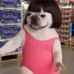 Pibble The Dog Dancer🎀✨🐾