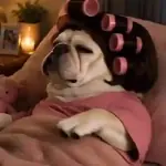 Funny Pibbles 🐾✨
