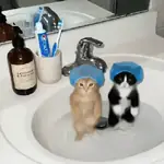 Gatinhos Tiktok