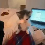 Gatinhos Tiktok