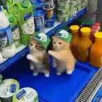 Gatinhos Tiktok