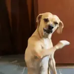Doguinhos Tiktok