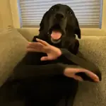 Doguinhos Tiktok