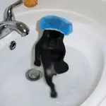 Doguinhos Tiktok
