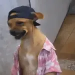 Doguinhos Tiktok