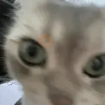 Gato engraçado