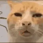 Gato engraçado