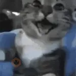 Gato engraçado