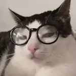 Gato engraçado