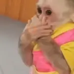 🐒🌴🐵 MONITOS 🐵🌴🐒