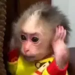 🐒🌴🐵 MONITOS 🐵🌴🐒