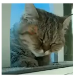 Moods Reacciones de Gatos 😺😜