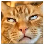 Moods Reacciones de Gatos 😺😜