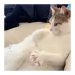 Moods Reacciones de Gatos 😺😜