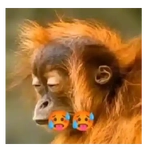 Moods Reacciones de Monos 🐒🙈