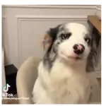 Moods Reacciones de Perros 🐶😁