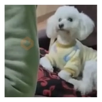 Moods Reacciones de Perros 🐶😁