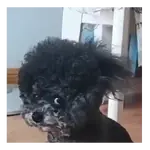 Moods Reacciones de Perros 🐶😁
