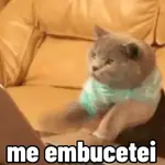 gatos