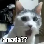 gatos