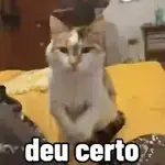 gatos