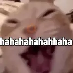 gatos