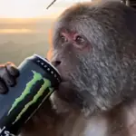 monitos para el uso diario 🐵🐵🐵