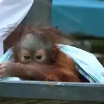 monitos para el uso diario 🐵🐵🐵