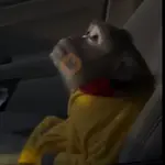 monitos para el uso diario 🐵🐵🐵