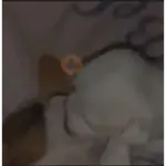 pibbles m&e