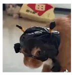 Perros y Gatos Tiernos 😂🐾