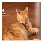 Perros y Gatos Tiernos 😂🐾