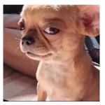 Perros y Gatos Tiernos 😂🐾