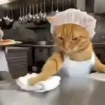 Gatos Molestos🤬