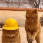 Gatos Molestos🤬