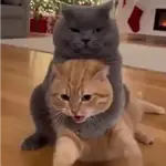 Gatos Molestos🤬
