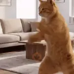 Gatos Molestos🤬