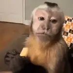 ㅤㅤㅤmonkeysㅤㅤㅤ♡'ㅤㅤㅤmeiㅤㅤ